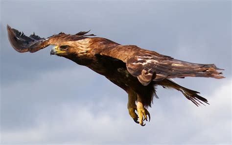 320x568 Resolution Brown Bald Eagle Flying On Sky Hd Wallpaper