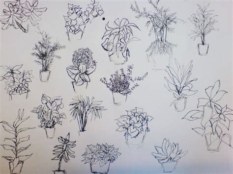 Plant Drawing 5 By Kiriaki On Deviantart