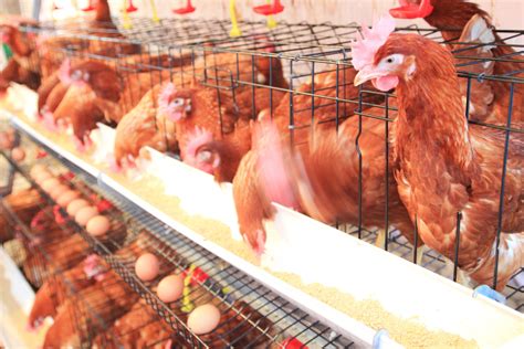 First Egg Factory Farm Drone Exposé Reveals Horrific Reality For Hens