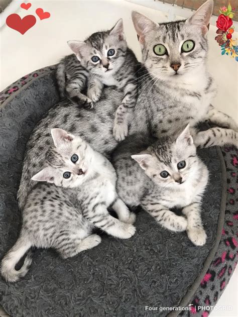 Cat sale is the no. Egyptian Mau Cats For Sale | Philadelphia, PA #290738