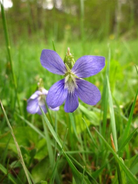 Mountain Violet Flowery Mountain Plants Photography Photograph