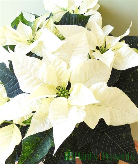 Send An Unusual White Poinsettia Plant As A T Quality Plants Fast Uk Delivery