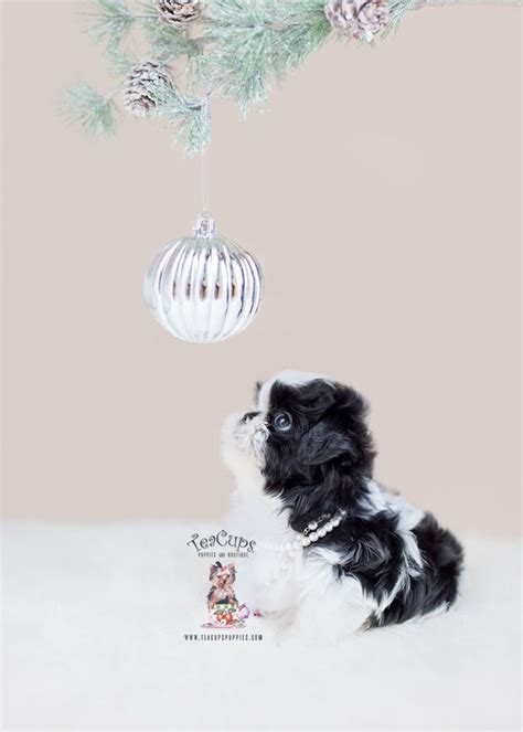 Teacup Pomeranian Breeder Teacup Puppies And Boutique Teacup Puppies