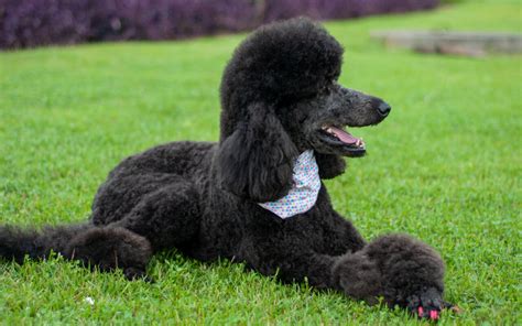 Unlike human health insurance, most pet insurers do not pay for your claims up front. Pet Insurance for Poodle