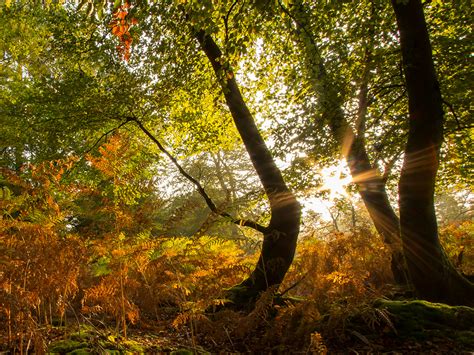 Photos Rays Of Light Autumn Nature Trees 1600x1200