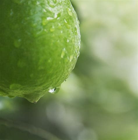 We did not find results for: Tips On Water Requirements For Citrus Trees - Gardening ...