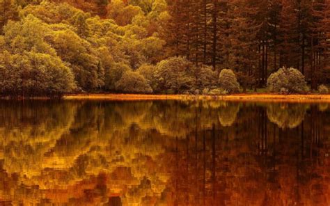 Forest Tree Landscape Nature Autumn Lake Reflection Wallpapers Hd