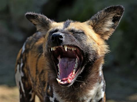 Desktop Wallpaper Hyena Yawn Wild Animal Hd Image Picture