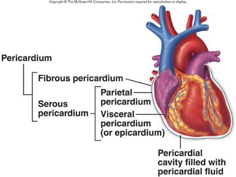Cynical Anatomy The Pericardium Fibrous Pericardium Protects And