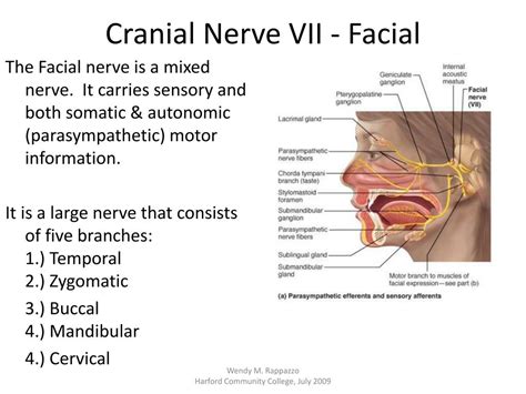 Cranial Nerve 7 Anatomy Riset
