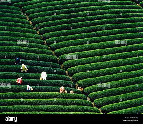 Tea Plantation Japan Stock Photo Alamy
