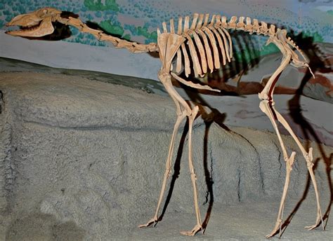 Bio370 Mammal Skeletons