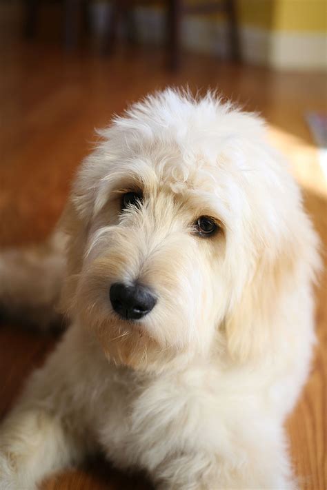 5 Month Old Goldendoodle Goldendoodle Grooming Schnoodle Labradoodles