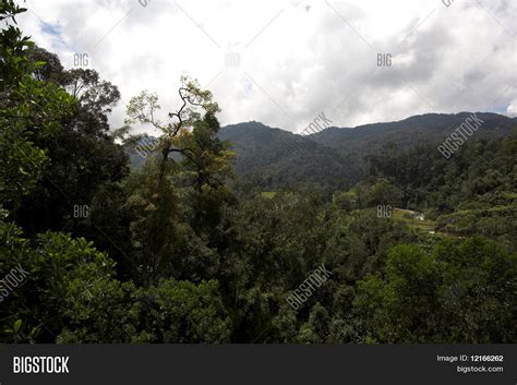 Primary Rainforest On Image And Photo Free Trial Bigstock