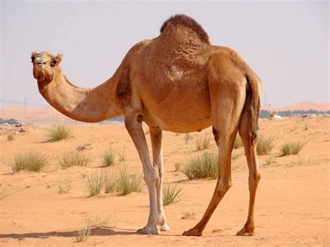 Fascinating Facts About Dromedary Camels – Animal Encyclopedia