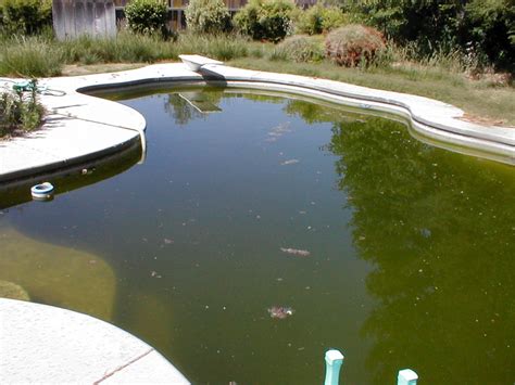 Keep reading to learn more about how to kill mosquito larvae in your pool and how to keep these pesky pests away. Simple Steps To Keep Mosquitoes Away From Pool? - Best ...
