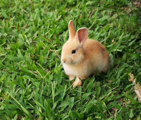 cute rabbit stock image image of nature green bunnie 43016351