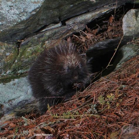 Porcupine Winter Dens Photos And Videos Winterberry Wildlife