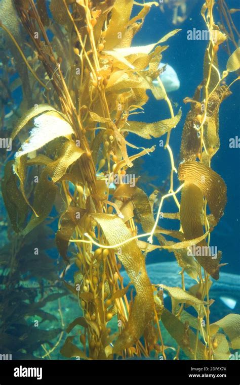 Giant Kelp Macrocystis Pyrifera Hi Res Stock Photography And Images