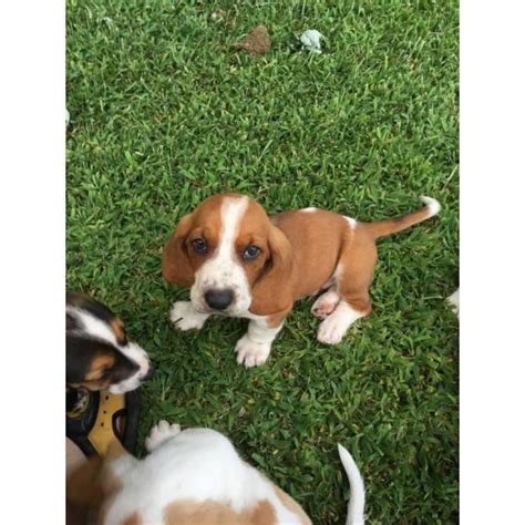 We are contacted by individuals in illinois as well as indiana our home state, and michigan. 4 females and 3 males Basset Hound Puppies in Quincy, Illinois - Puppies for Sale Near Me