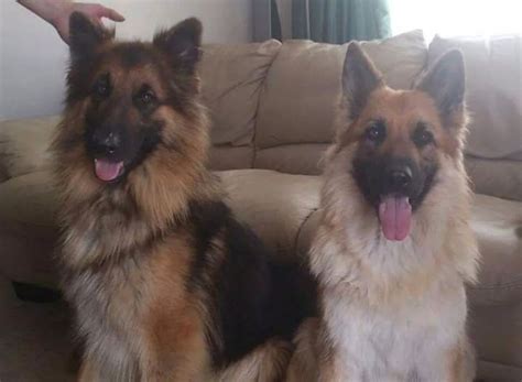 A long haired german shepherd is a coat variation of the standard german shepherd. Long haired German Shepherd Puppies | in Glenrothes, Fife ...