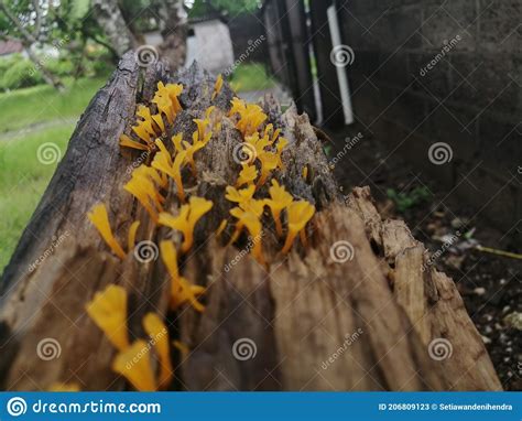 The Colonies Of Yellow Mushrooms Stock Image Image Of Wildlife