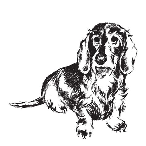 Hand Drawn Sketch Of Wirehaired Dachshund Dog Dachshundsofinstagram