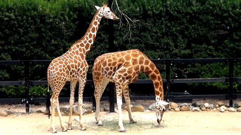 The san diego zoo and the san diego zoo safari park are temporarily closed. Giraffes feeding at Taronga zoo Sydney for kids, fun at the zoo Giraffe - YouTube