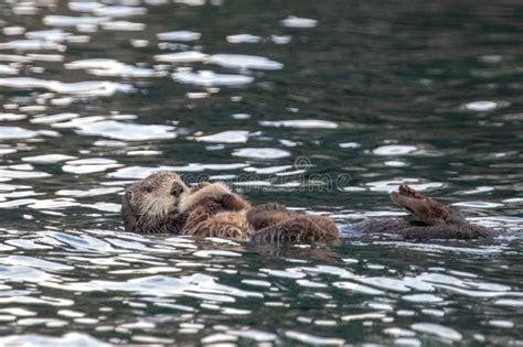 201 Baby Sea Otter Alaska Stock Photos - Free & Royalty-Free Stock