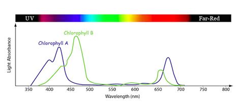Chlorophyll Absorption Spectrum Line Graph Showing The Rel Flickr