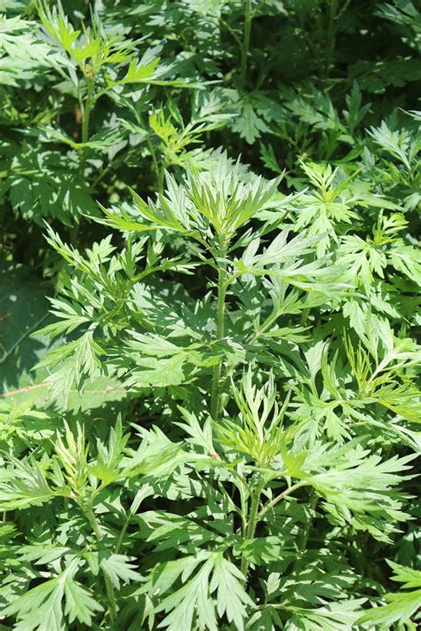 Swanson® артемизинин / полынь, полынь artemisia annua. Artemisia: proprietà, leggende e utilizzi