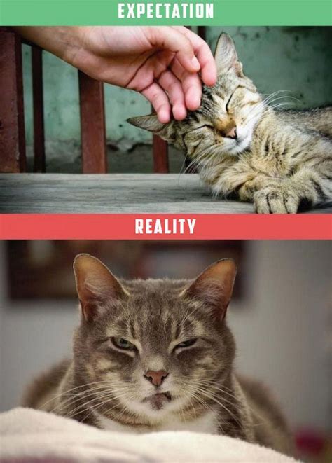 Expectations Vs Reality With Cats