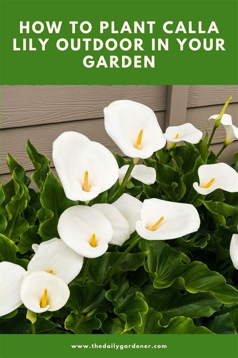 How To Care For A Calla Lily Outdoors Calla Lily Plant Grow And Care