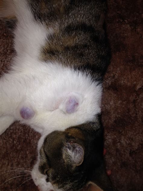 Contact your vet if you find a lump on your cat. We recently took in a stray cat with multiple tumor-like ...