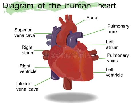Vector Human Heart Anatomy Stock Vector Illustration Of Anatomical