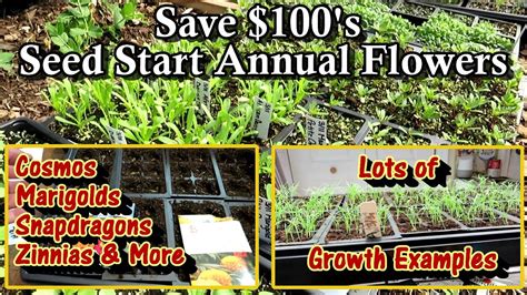 How To Seed Start Annual Flowers And Save 100s Marigolds Cosmos