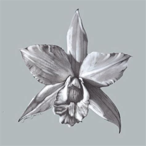 Cataleya lesbenromanze voll tatuagens braco coisas para desenhar desenhos a lapis. Pin by Tamiia Jana on Tattoo in 2021 | Flower sketches ...