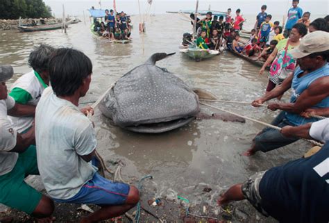 Dead Whale Shark Hauled Ashore In Indonesia 1 Cn