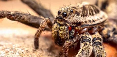 Black widow spiders have a smaller range than widow spiders. The top 5 freakiest spiders to spot in British Columbia ...