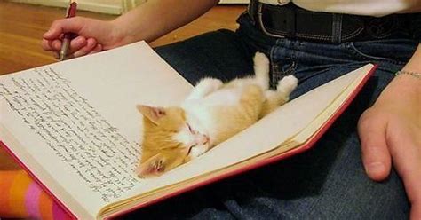 Cat Tired Of Learning Imgur
