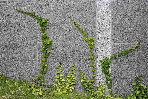 How Do You Grow Vines On A Concrete Wall A Checklist