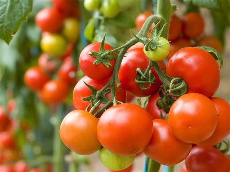 Frische und köstliche hausgemachte tomaten schlagen die socken von den supermärkten ab, wenn es um geschmack geht. Tomaten: Was kann im nächsten Jahr nach Tomaten gepflanzt ...