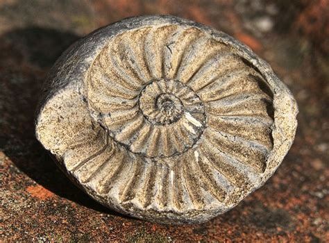 Petrification Fossilized Ammonit Cephalopods Ammonoidea Extinct