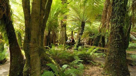 Tarra Valley Rainforest Walk Attraction Gippsland Victoria Australia