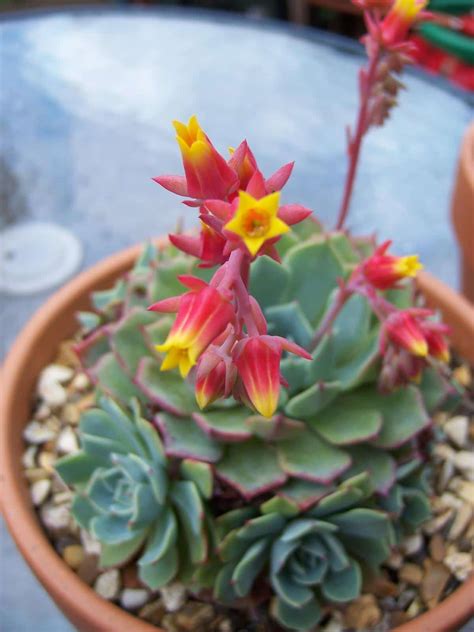 10 Plantas Suculentas Con Flor Ciber Cactus
