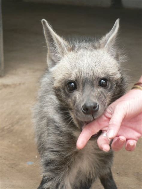 There are 3 species of hyena, the striped hyena. Striped Baby Hyena