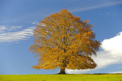 Single Beech Tree At Fall Stock Photo Image Of Grass 36062974