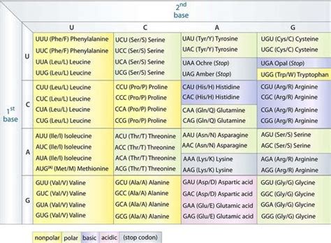 4.6 Genetic Code  Biology LibreTexts
