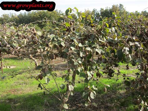 Issai is a self fertile, vining kiwi plant that is very prolific. Kiwi fruit - How to grow & care