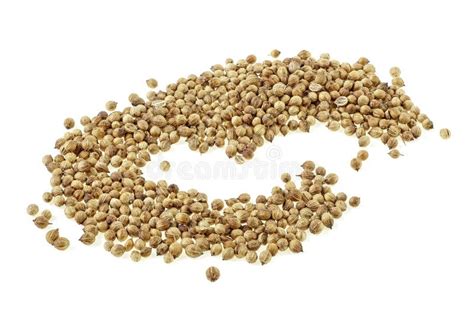 Coriander Seeds Isolated On White Background Top View Stock Image